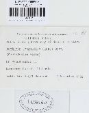 Venturia inaequalis image