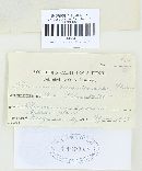 Puccinia mesnieriana image