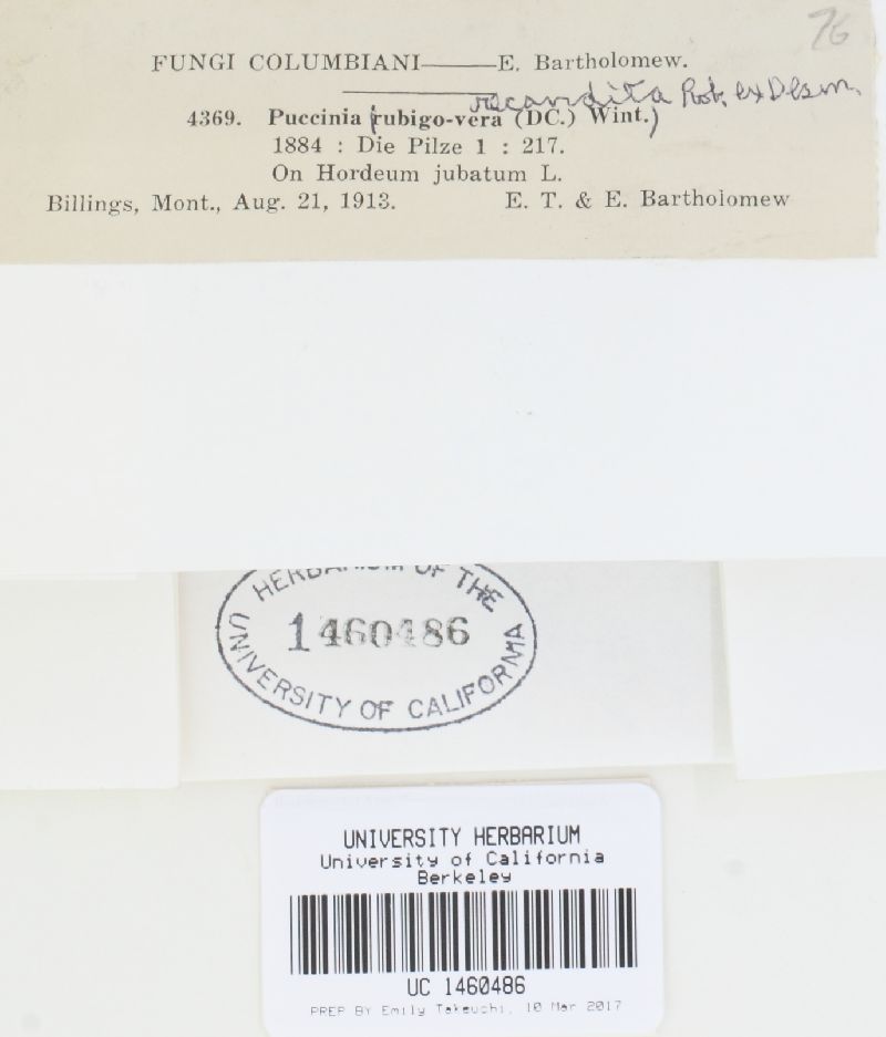 Puccinia recondita image