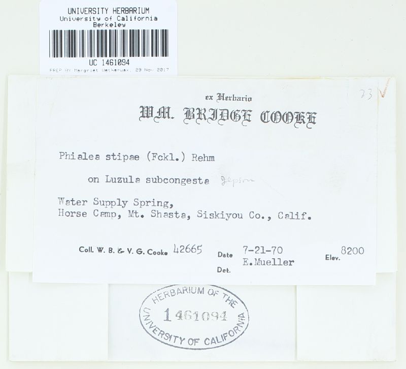 Crocicreas gramineum var. gramineum image