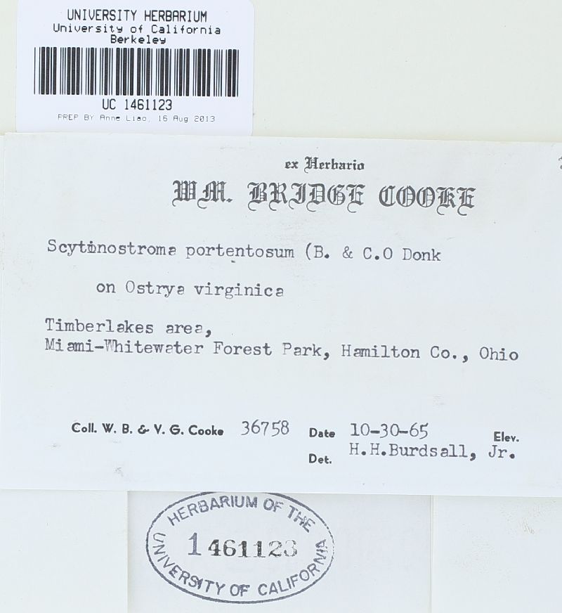 Scytinostroma portentosum image