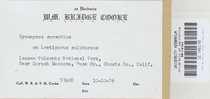 Hypomyces aurantius image