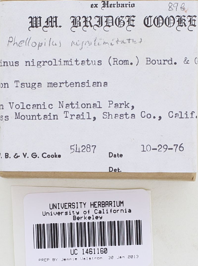 Phellopilus nigrolimitatus image