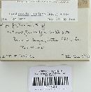 Psathyrella longipes image