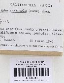 Agrocybe acericola image