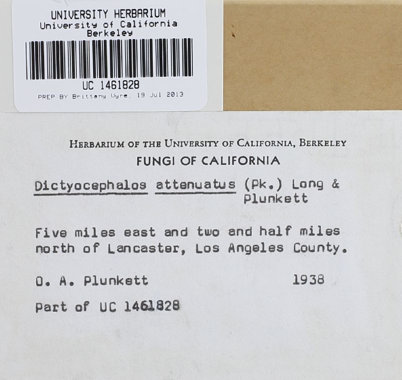 Dictyocephalos attenuatus image