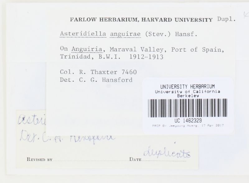 Asteridiella anguriae image