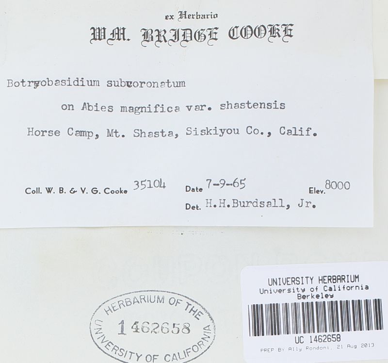Botryobasidium image