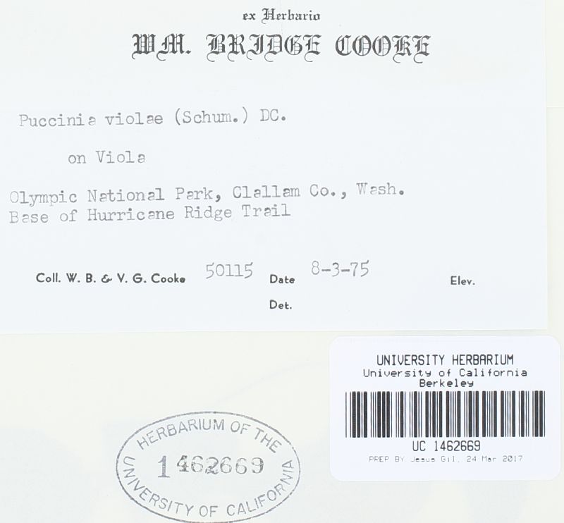 Puccinia violae image