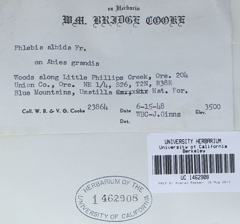 Phlebia mellea image