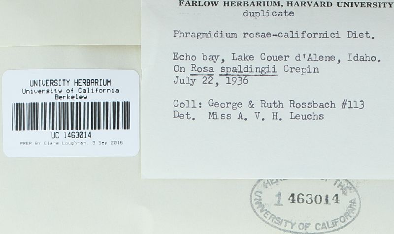 Phragmidium rosae-californicae image