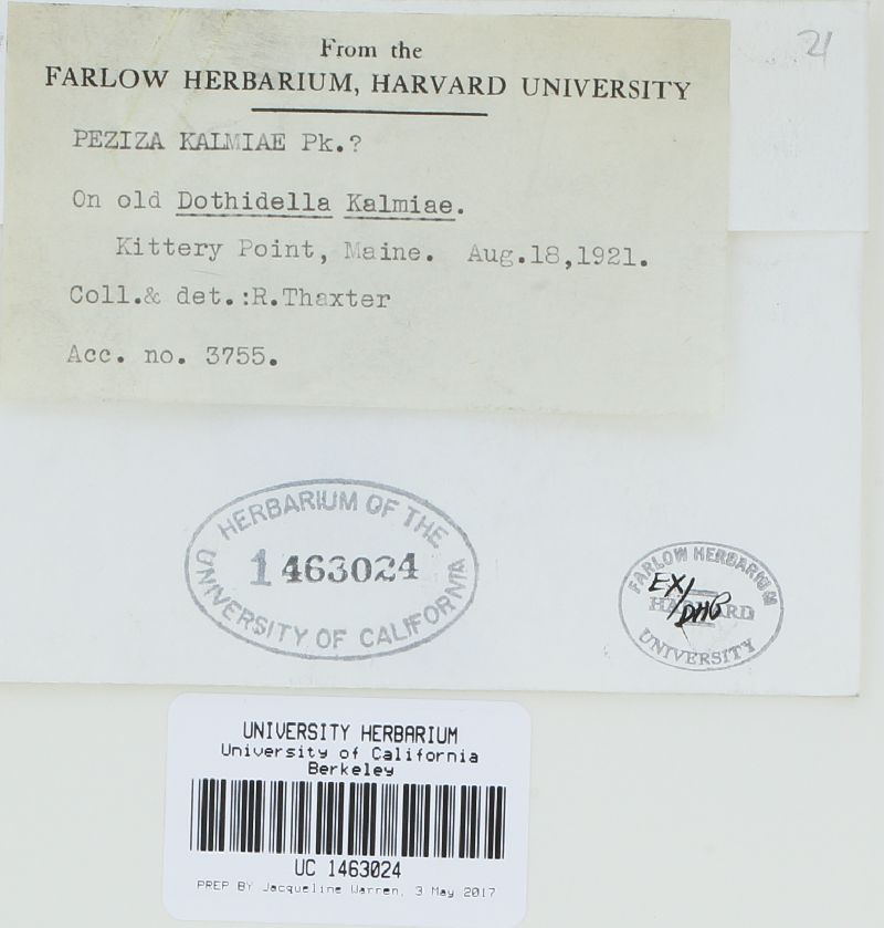 Parencoelia kalmiae image