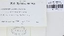 Microsphaera symphoricarpi image