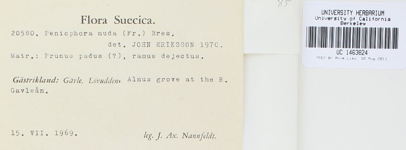 Peniophora nuda image
