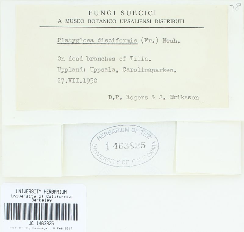 Platygloea disciformis image