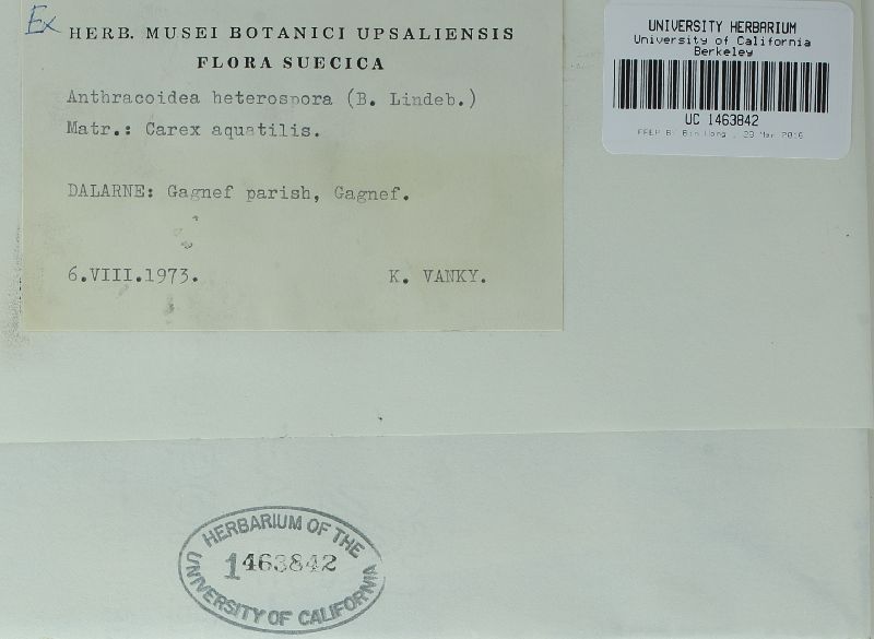 Anthracoidea heterospora image
