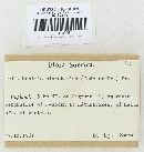 Nectria cinnabarina image