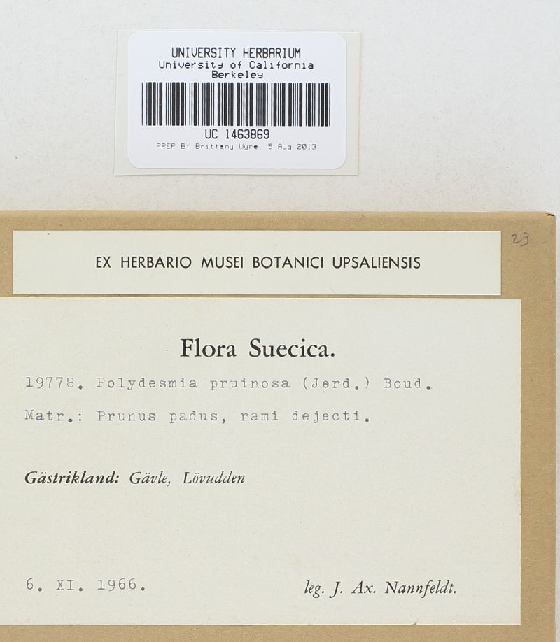 Polydesmia pruinosa image