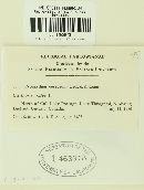 Cronartium quercuum image