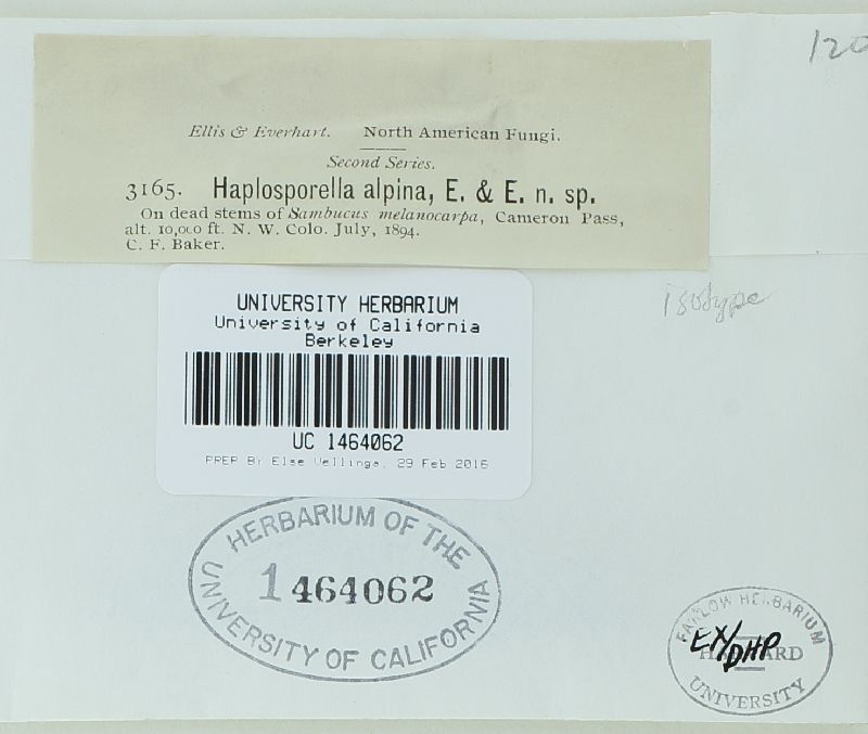 Aplosporella alpina image