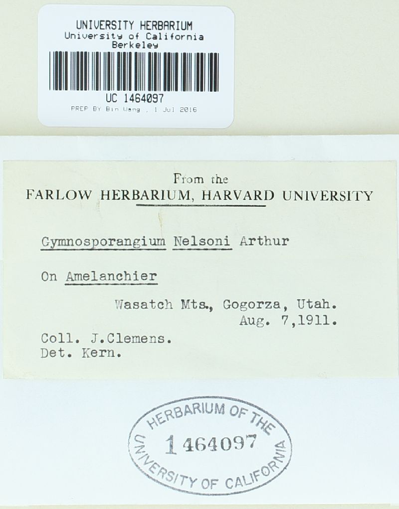 Gymnosporangium nelsonii image