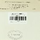 Puccinia circaeae image