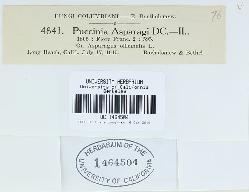 Puccinia asparagi image