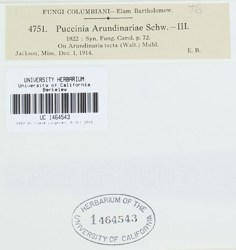 Puccinia arundiariae image