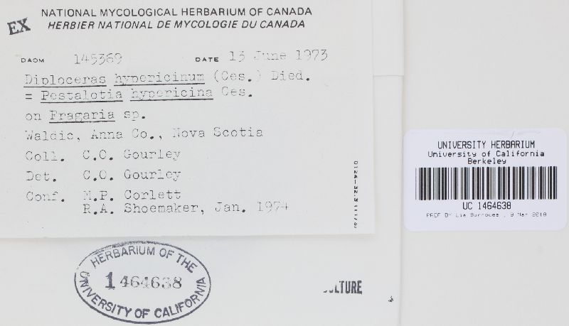 Seimatosporium hypericinum image