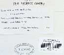 Irpex lacteus image