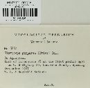 Claviceps purpurea image