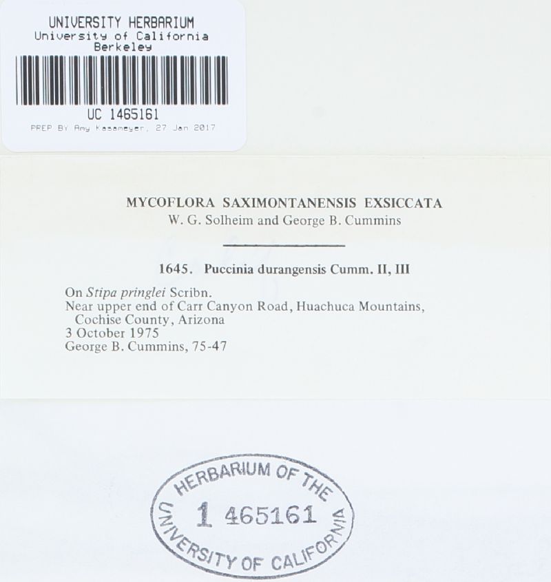 Puccinia durangensis image