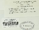 Puccinia grindeliae image