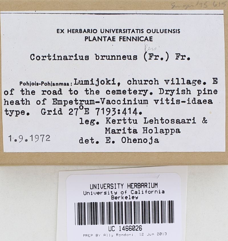 Cortinarius brunneus image