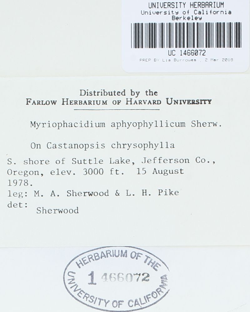 Myriophacidium aphyophyllicum image
