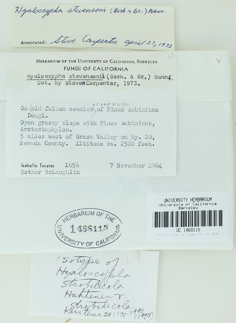 Hyaloscypha strobilicola var. strobilicola image