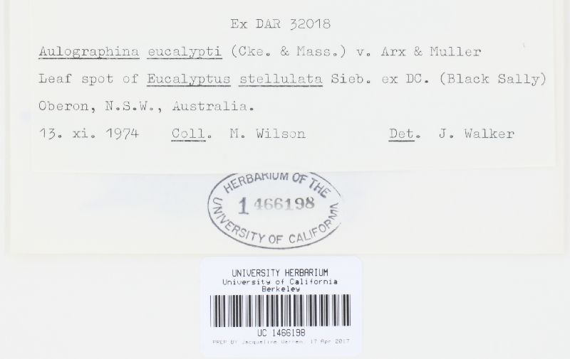 Aulographina eucalypti image