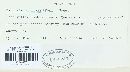 Microstroma album image