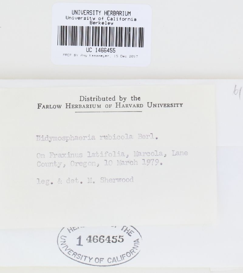 Didymosphaeria rubicola image