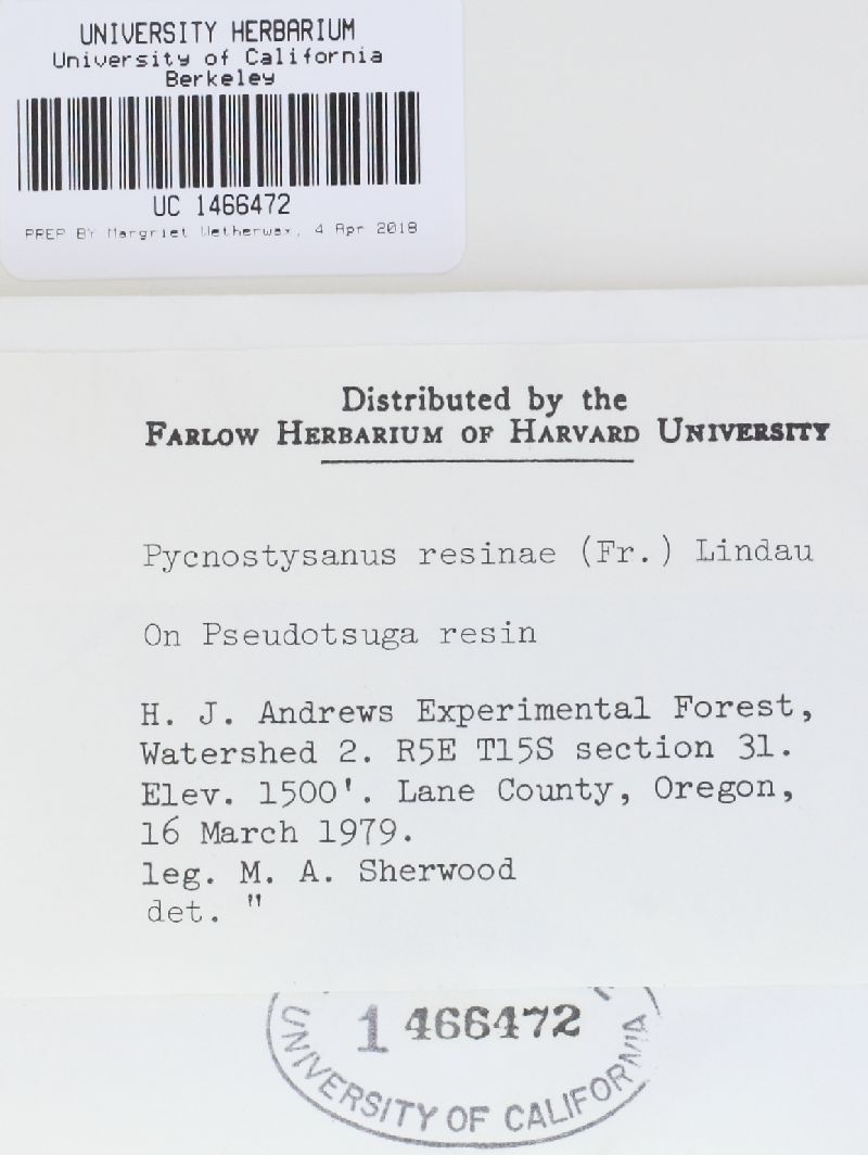 Pycnostysanus image