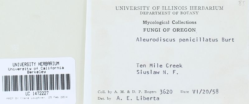 Aleurodiscus piceinus image