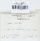 Piloderma bicolor image