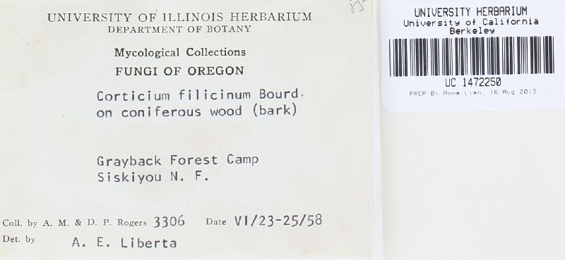 Aphanobasidium filicinum image