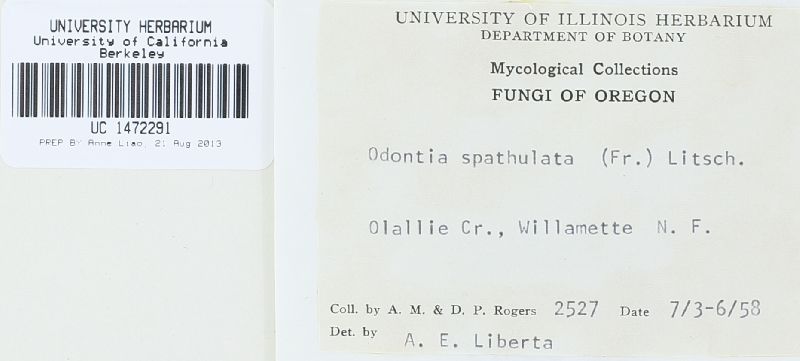 Hyphodontia spathulata image