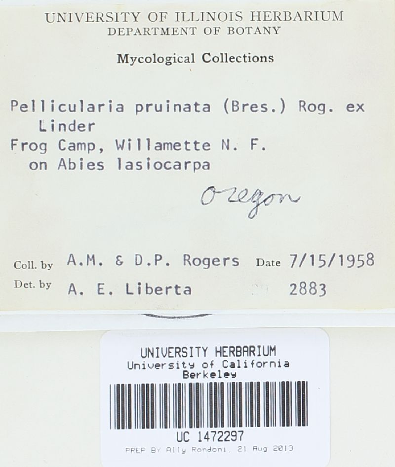 Botryobasidium pruinatum image