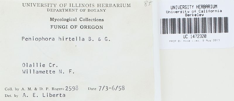 Tubulicrinis hirtellus image