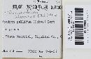 Tremellodendron schweinitzii image