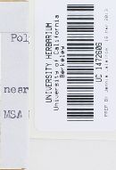Rigidoporus lineatus image