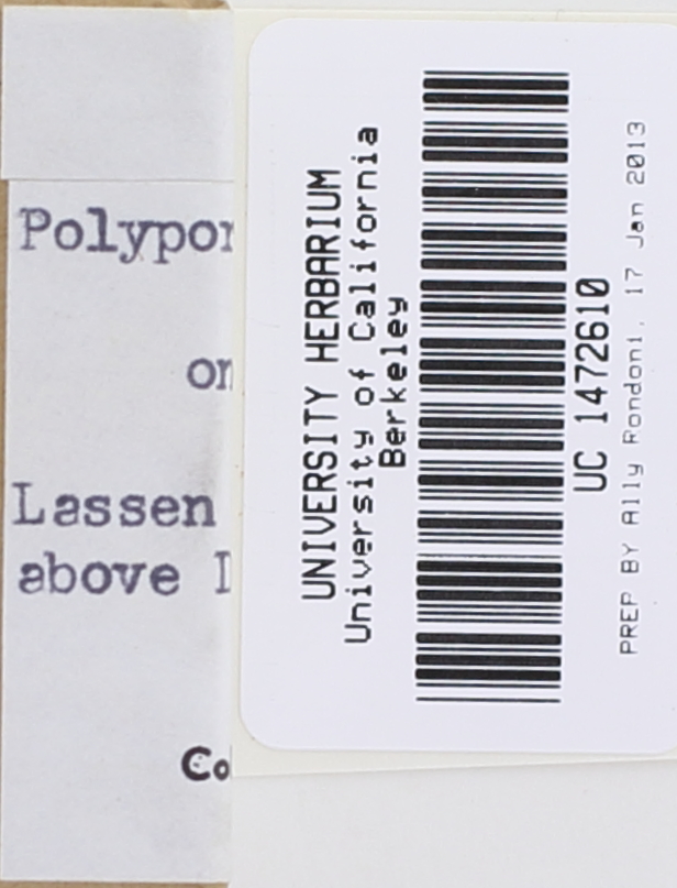 Polyporus melanopus image