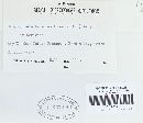 Pseudochaete tabacina image